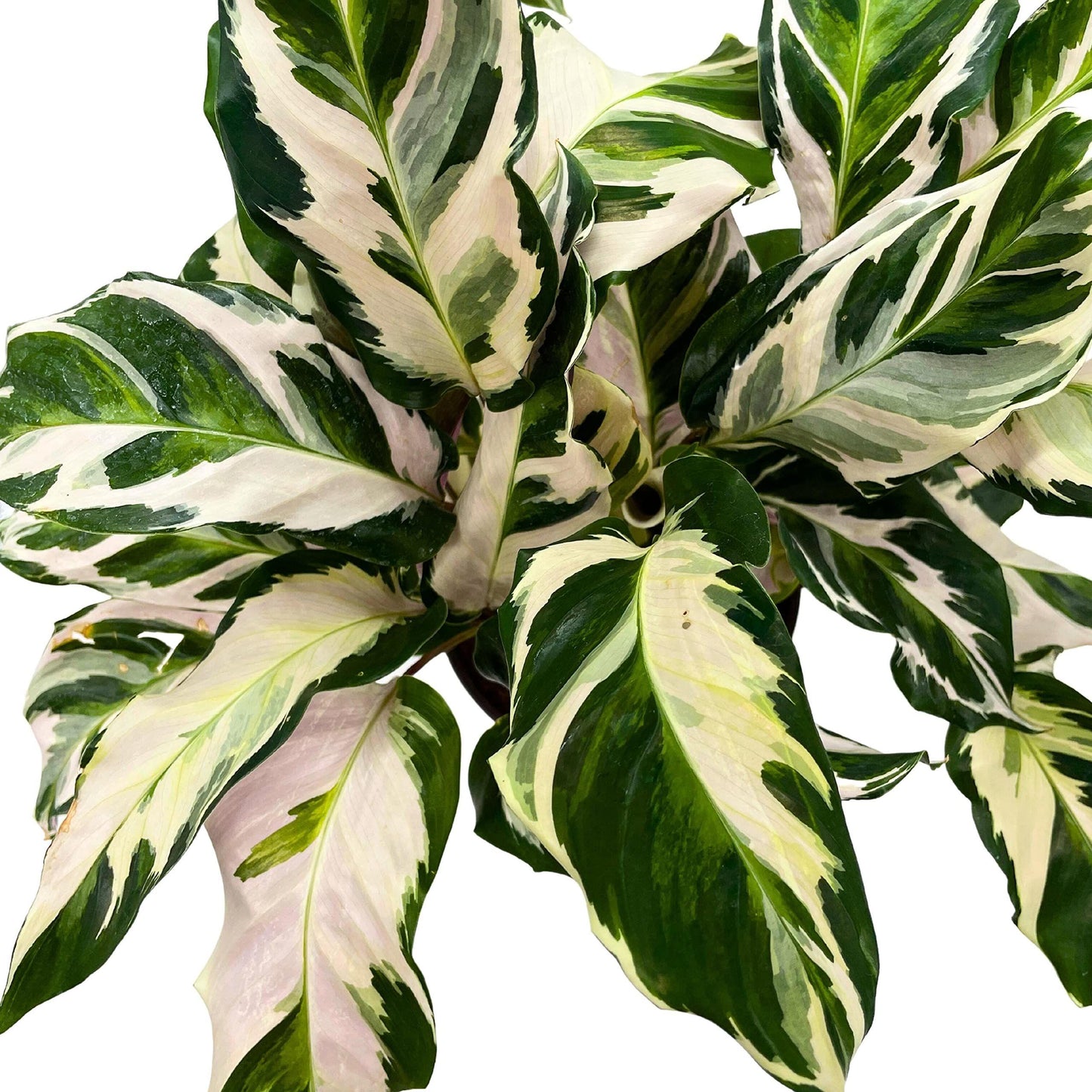 Calathea Stella - View 6 from www redcrocus com