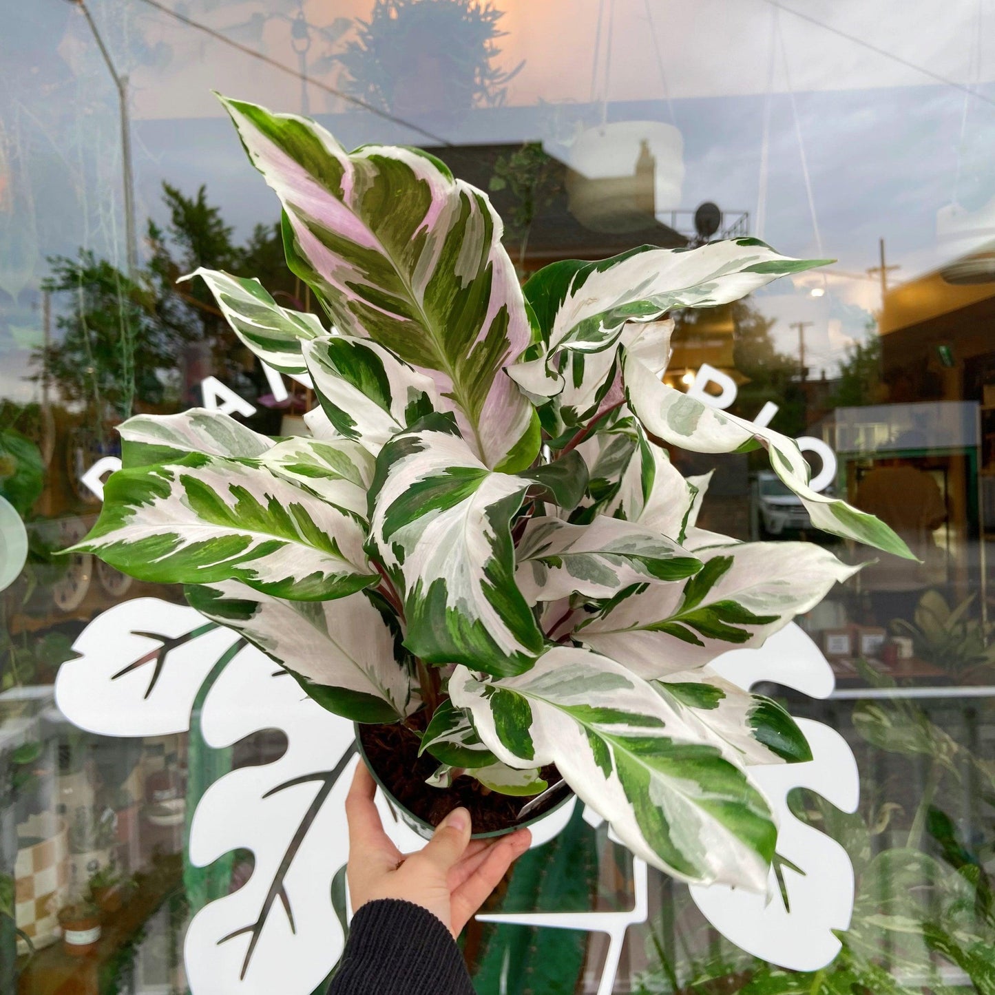 Calathea Stella - View 7 from www redcrocus com