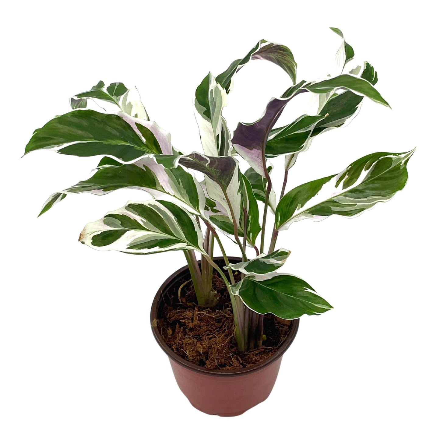 Calathea Stella - View 8 from www redcrocus com