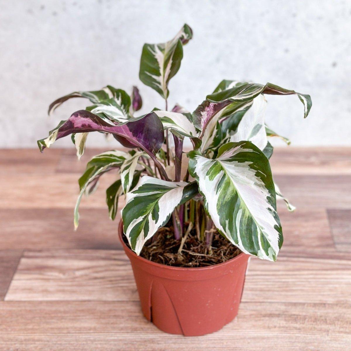 Calathea Stella - View 9 from www redcrocus com