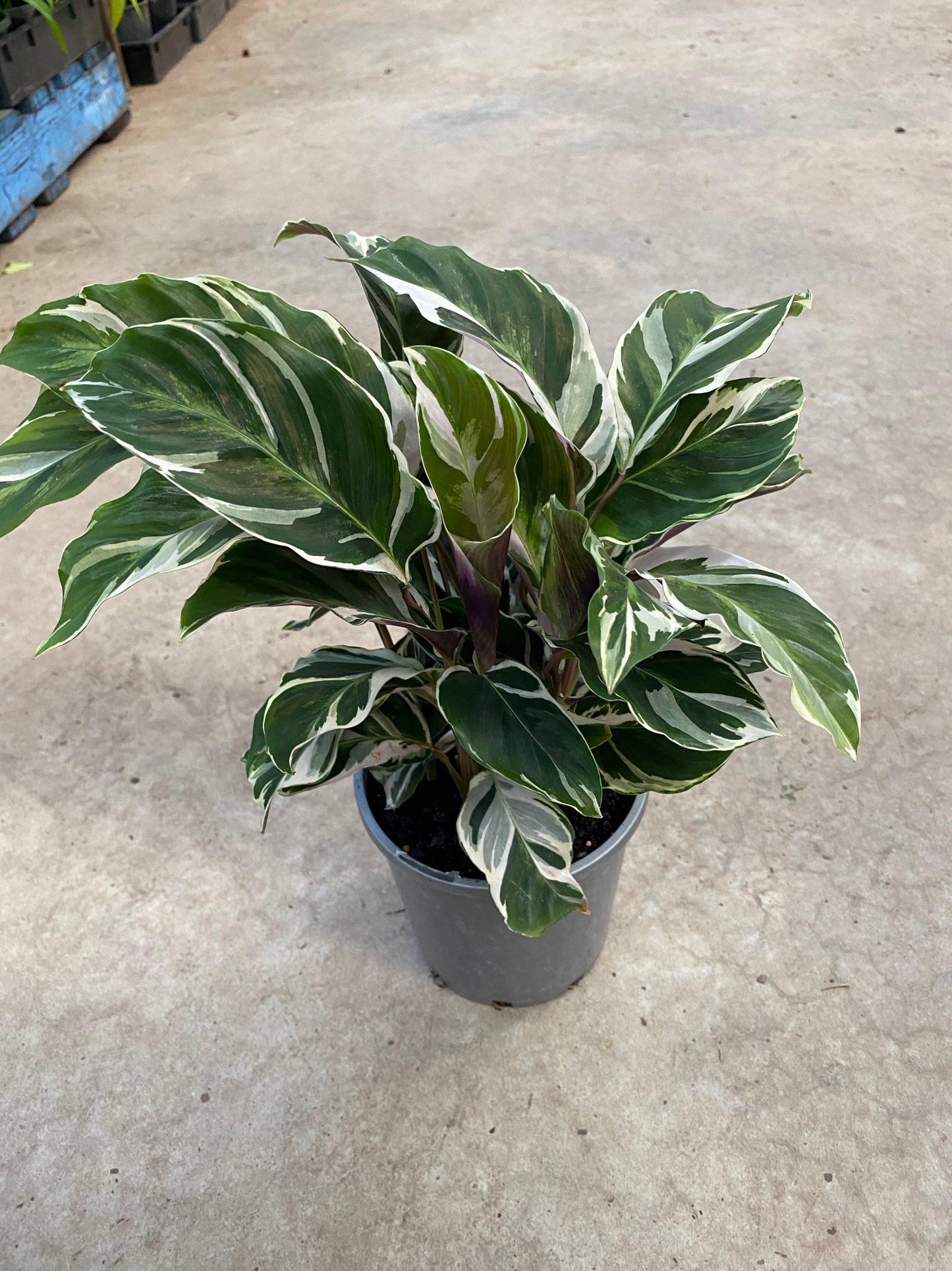 Calathea White Fusion - View 11 from www redcrocus com