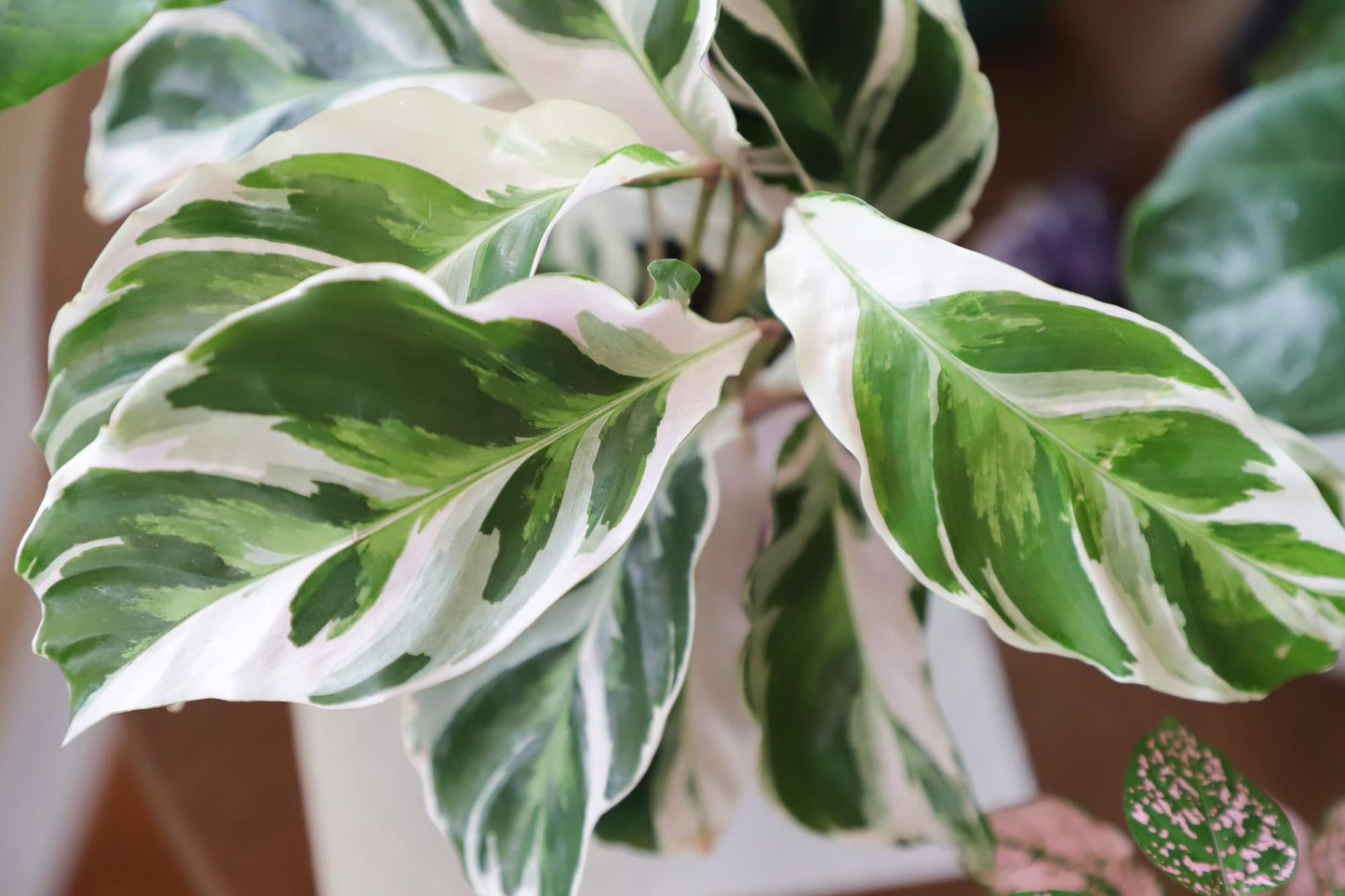 Calathea White Fusion - View 12 from www redcrocus com