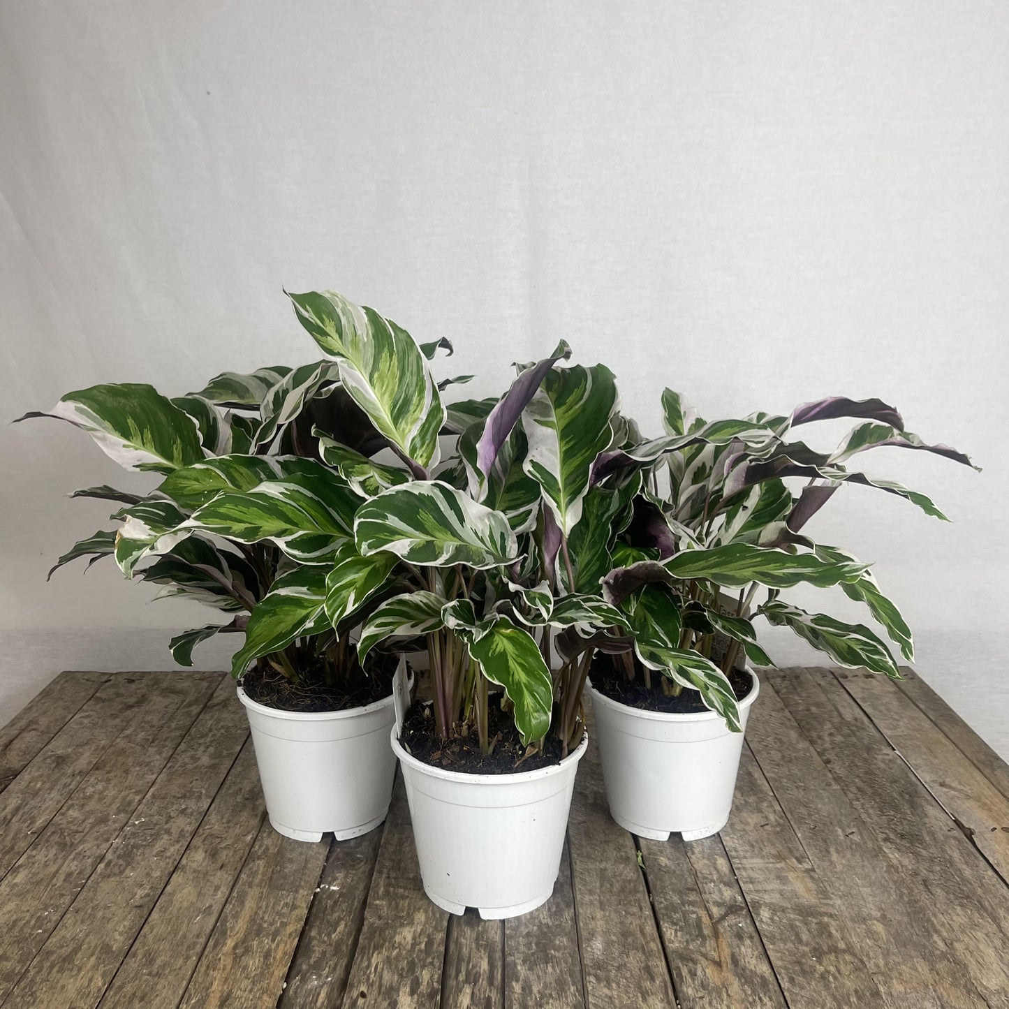 Calathea White Fusion - View 13 from www redcrocus com