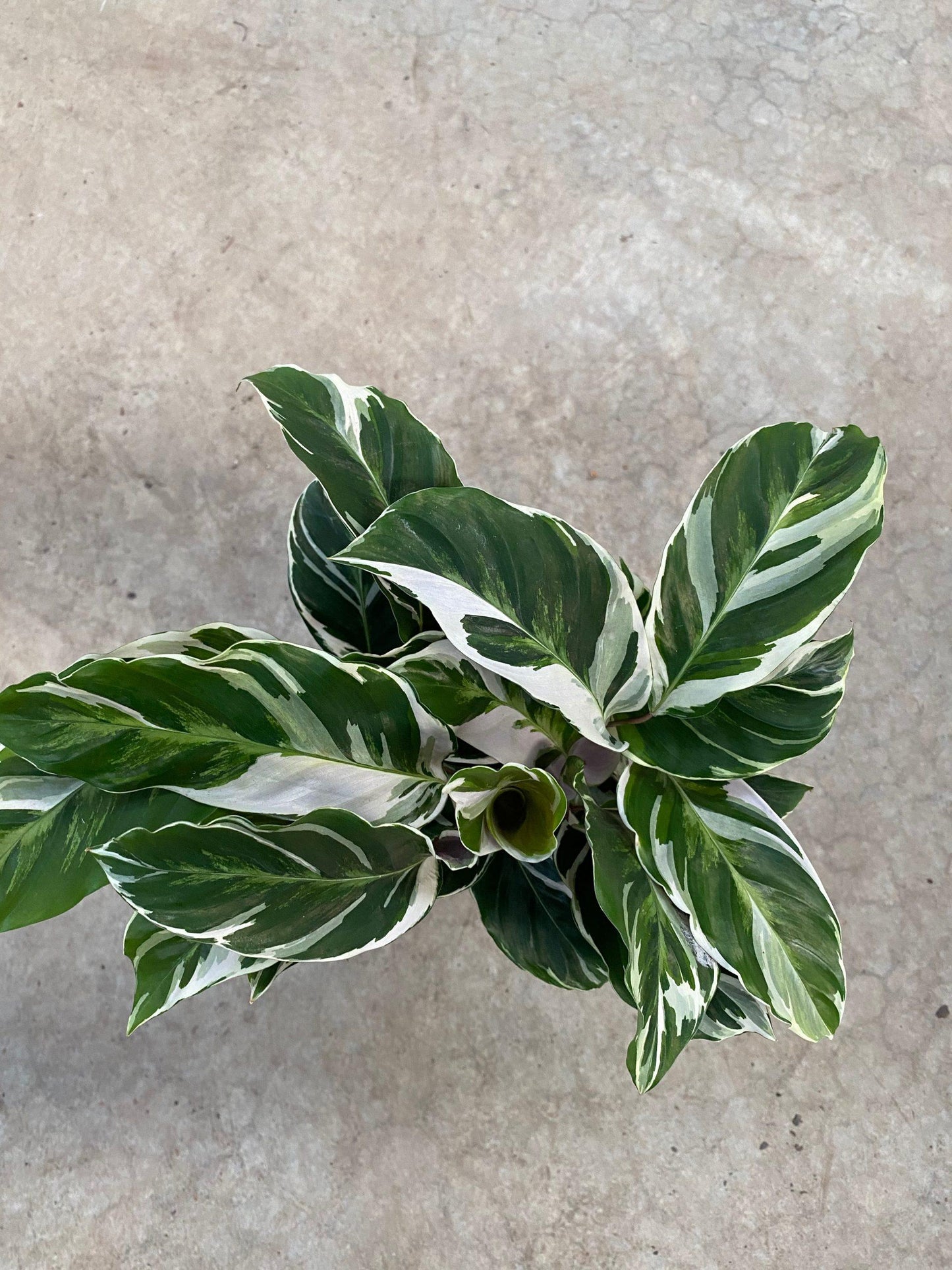 Calathea White Fusion - View 14 from www redcrocus com