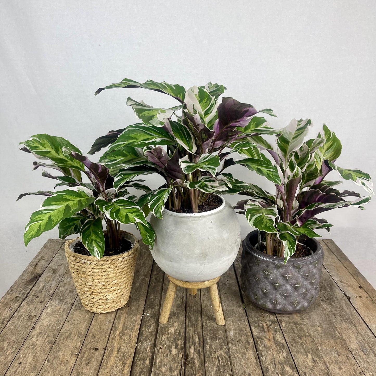 Calathea White Fusion - View 15 from www redcrocus com