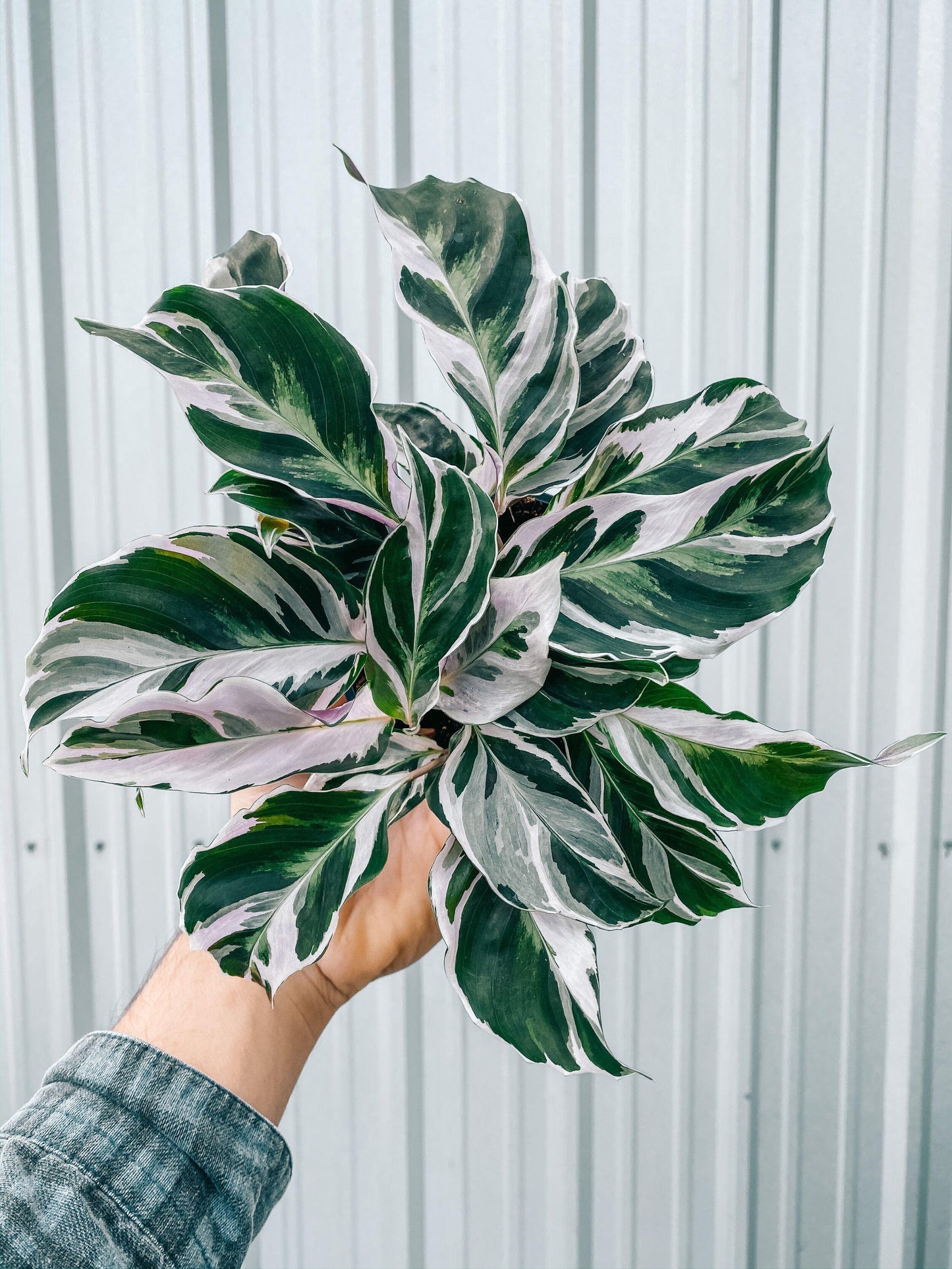 Calathea White Fusion - View 16 from www redcrocus com