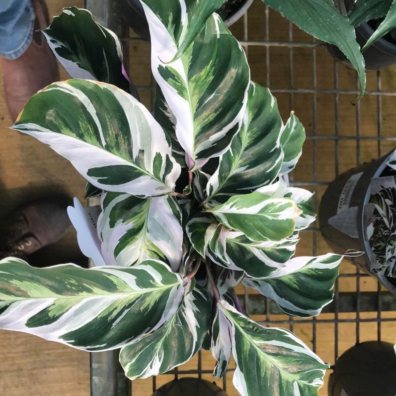 Calathea White Fusion - View 17 from www redcrocus com