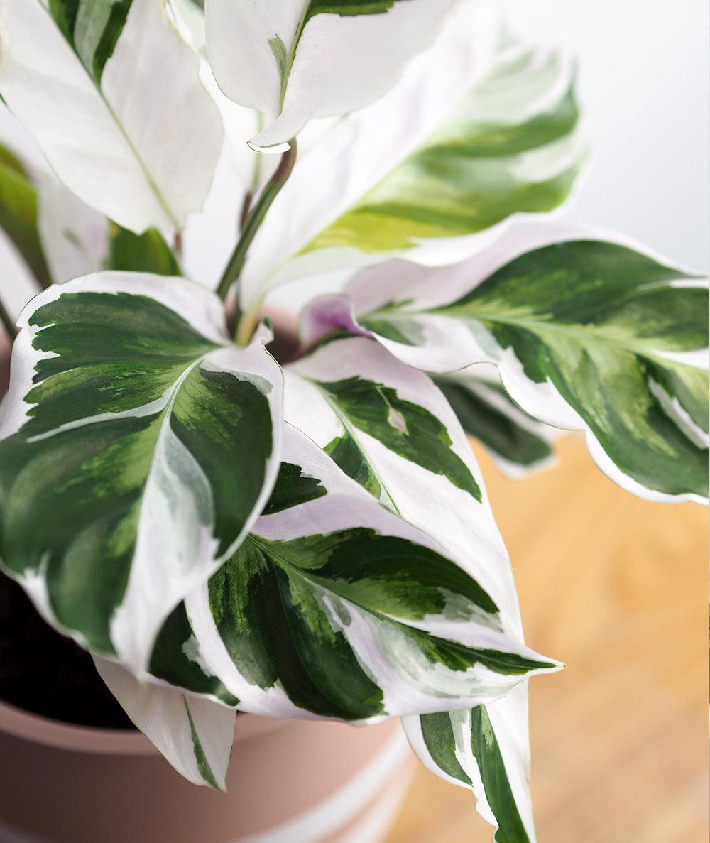 Calathea White Fusion - View 18 from www redcrocus com