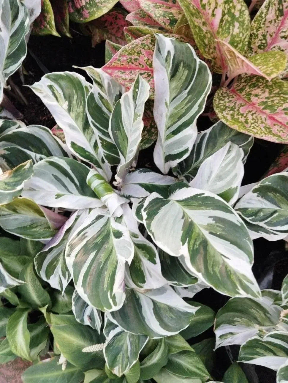 Calathea White Fusion - View 19 from www redcrocus com