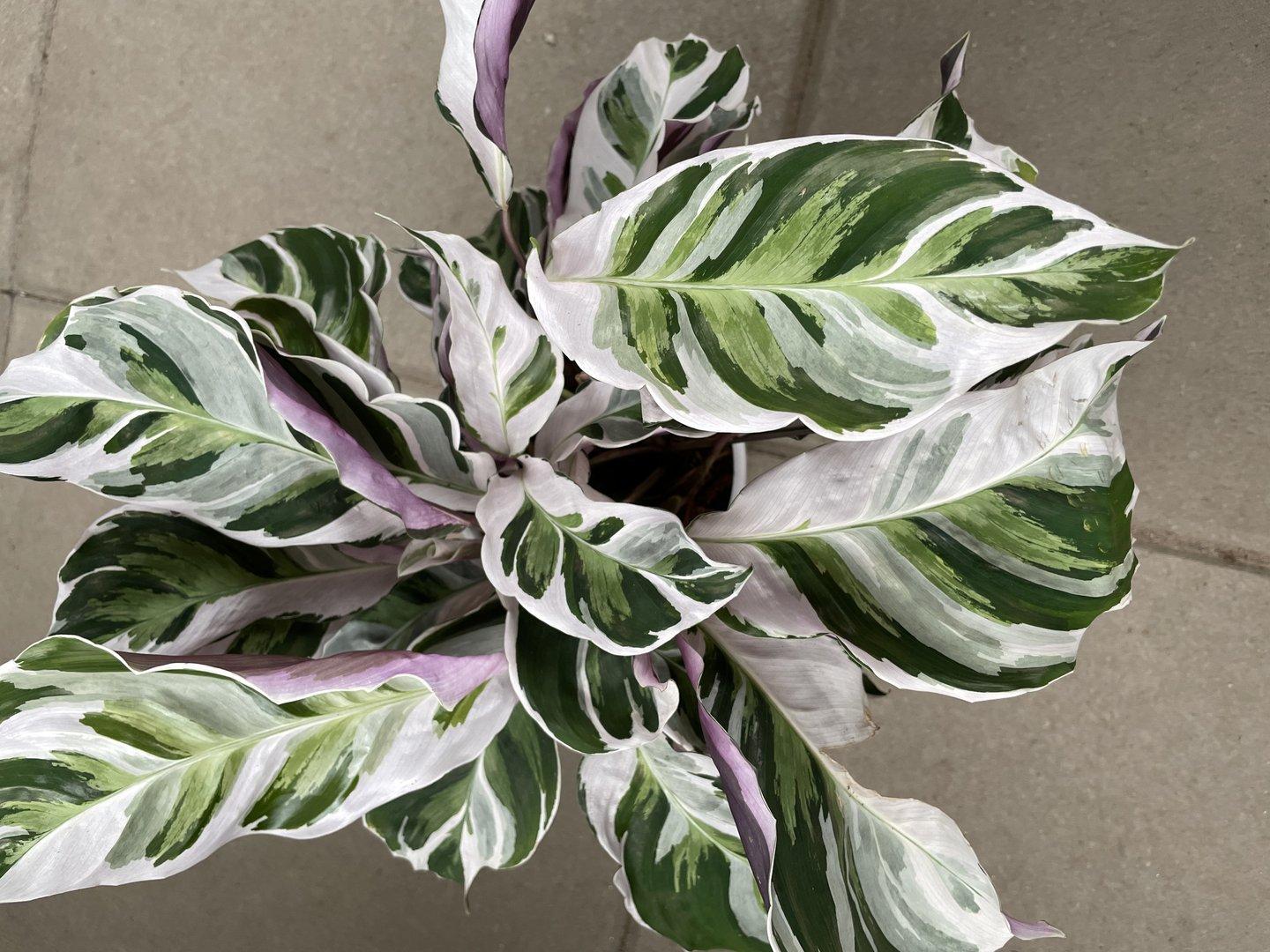 Calathea White Fusion - View 19 from www redcrocus com
