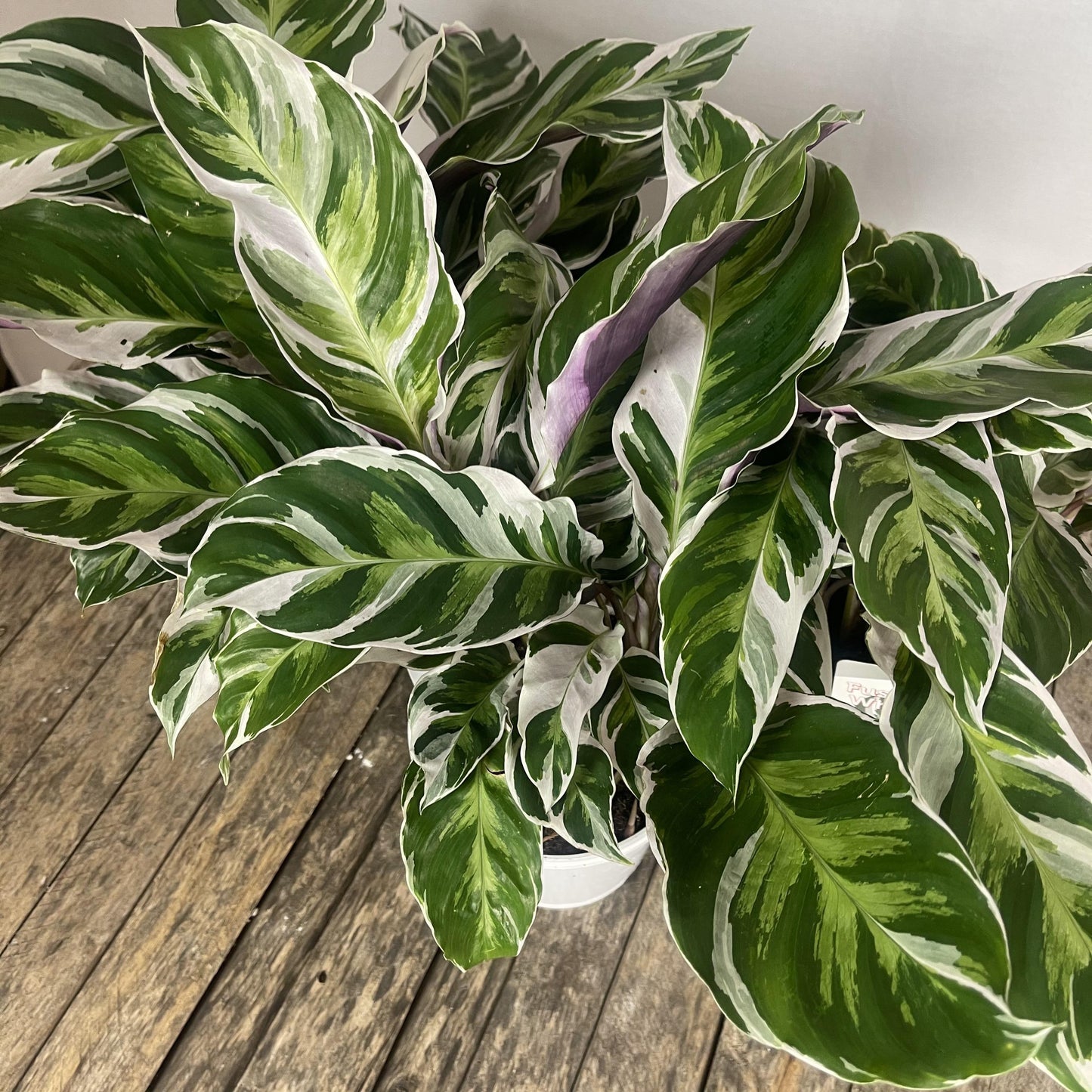 Calathea White Fusion - View 1 from www redcrocus com