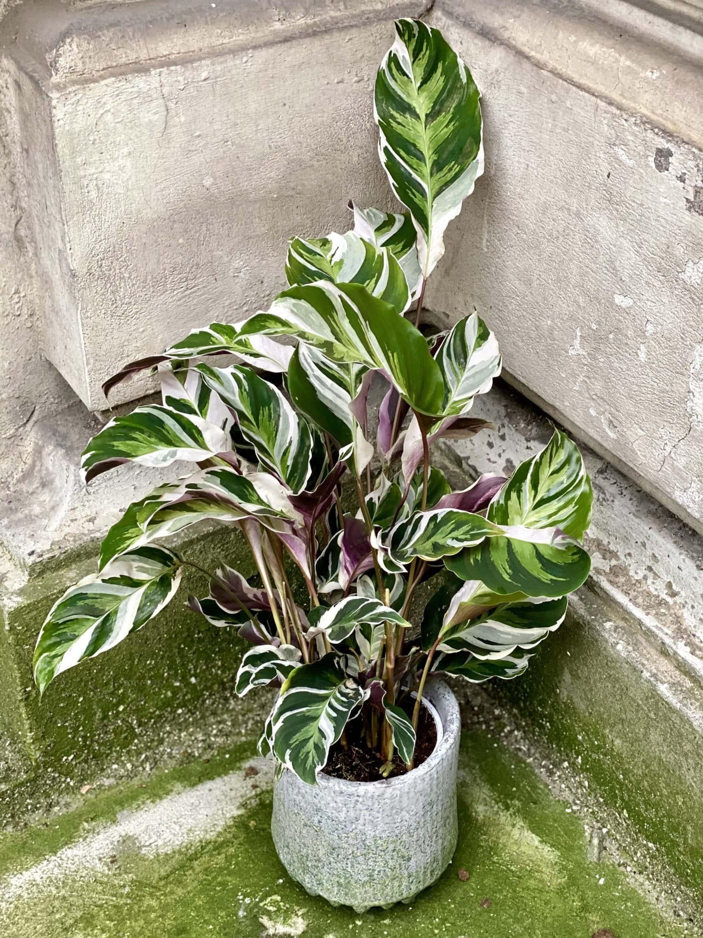 Calathea White Fusion - View 20 from www redcrocus com