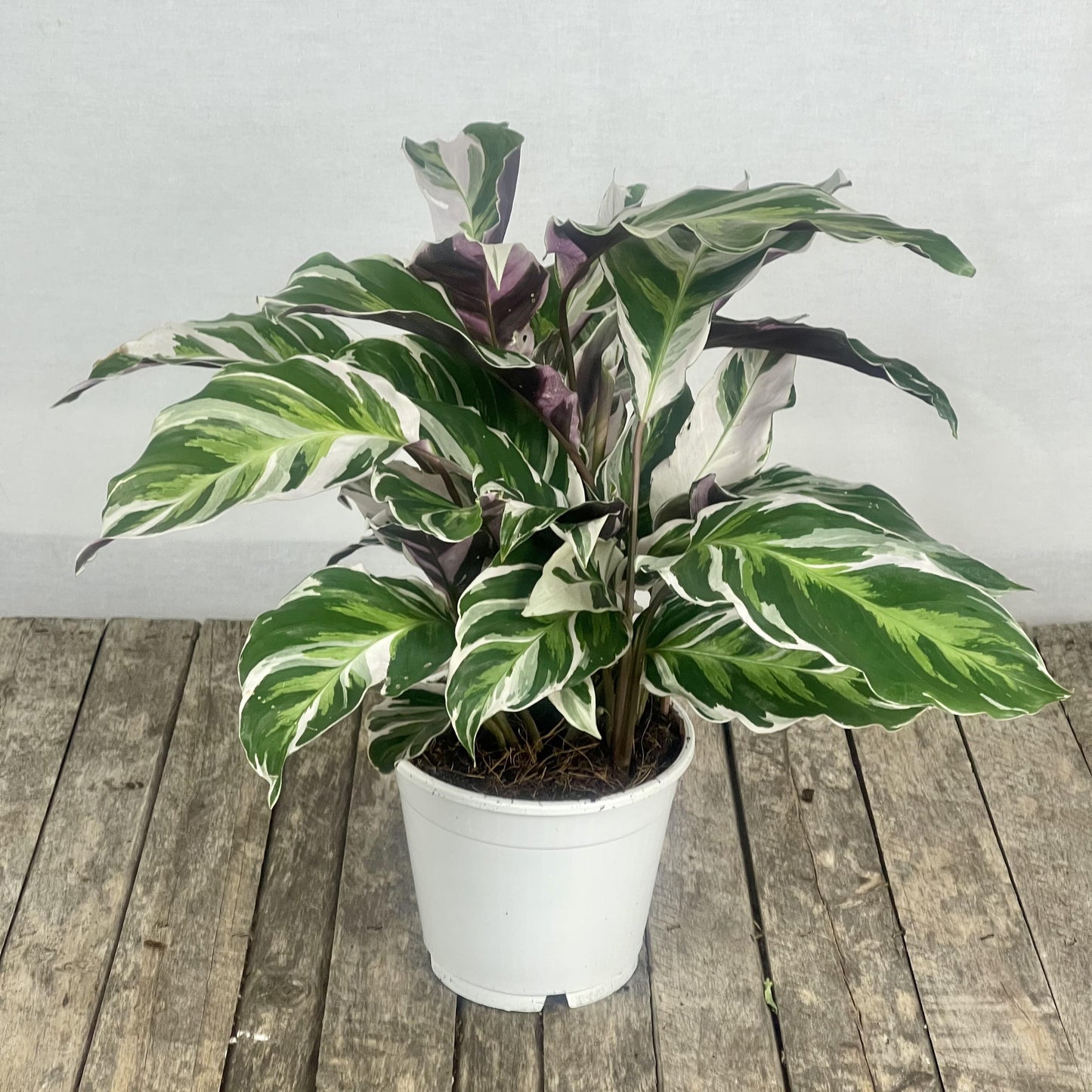 Calathea White Fusion - View 3 from www redcrocus com