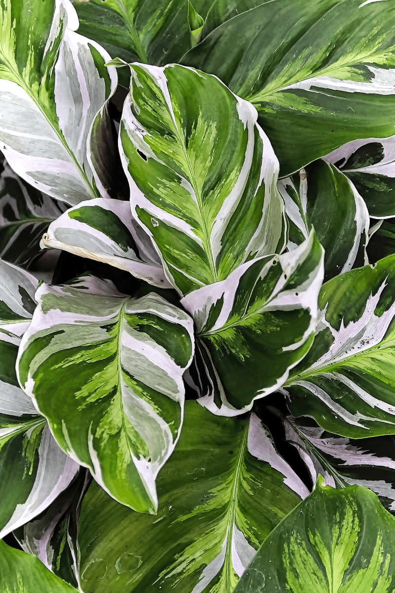 Calathea White Fusion - View 4 from www redcrocus com
