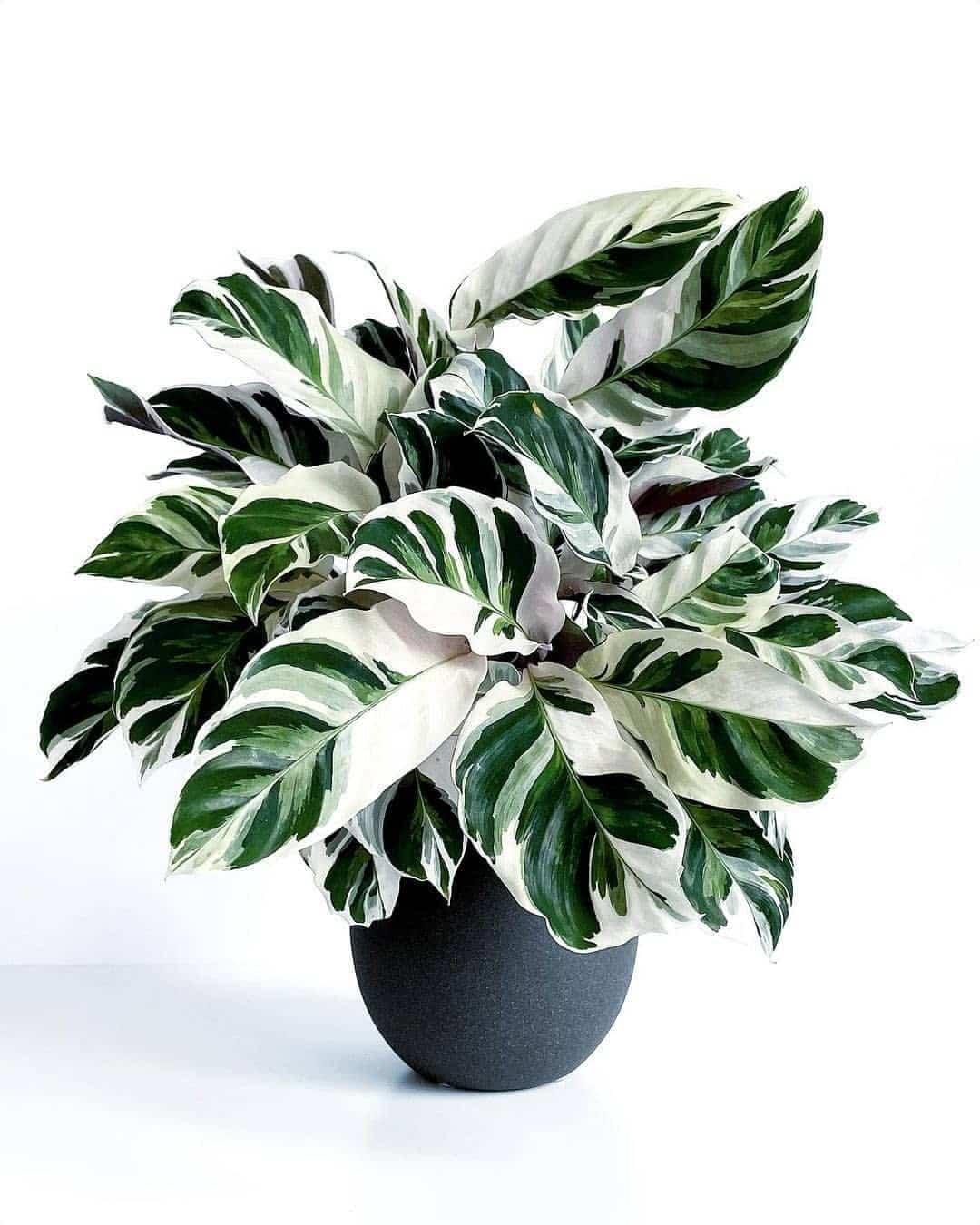 Calathea White Fusion - View 4 from www redcrocus com