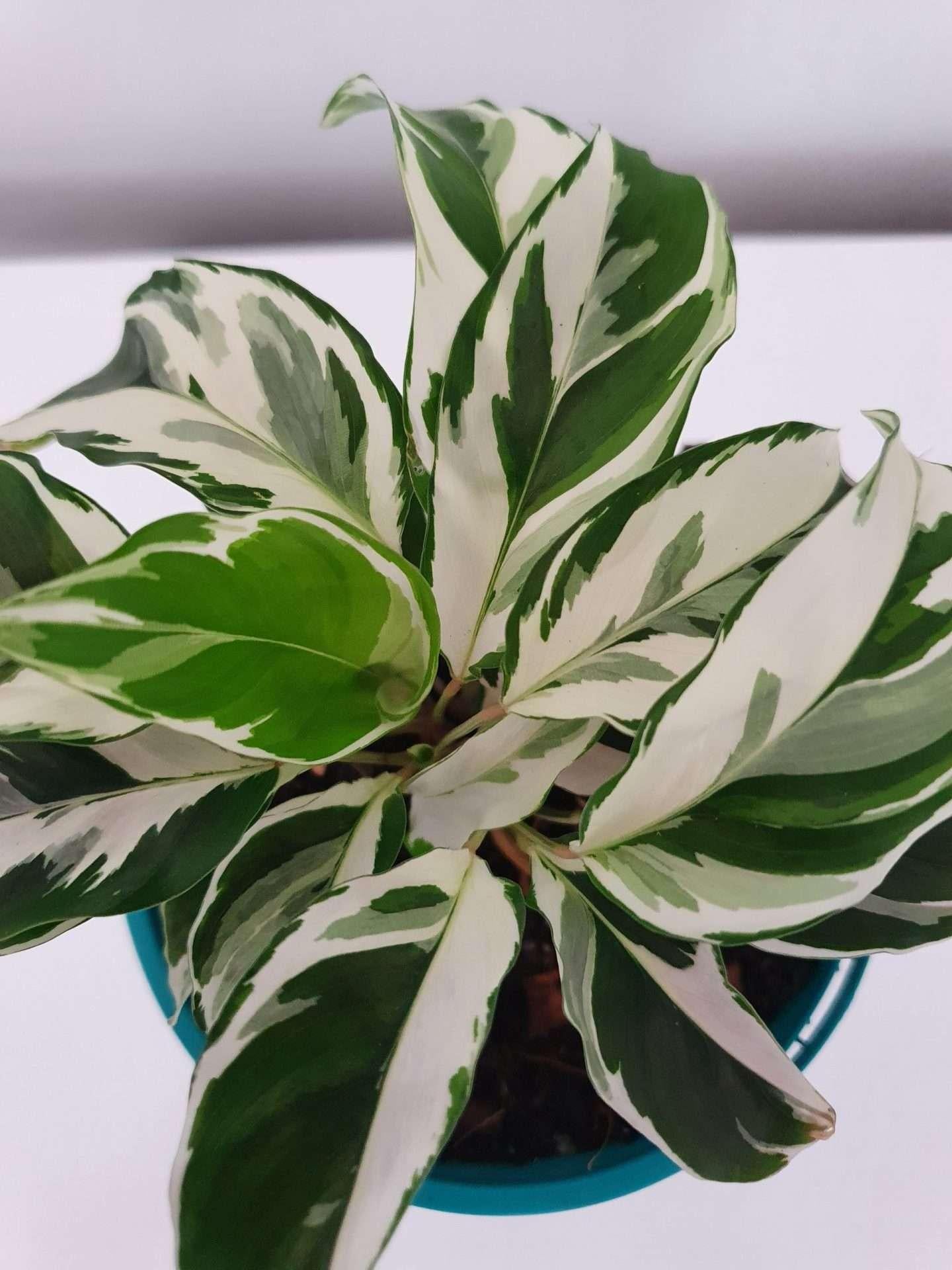 Calathea White Fusion - View 5 from www redcrocus com