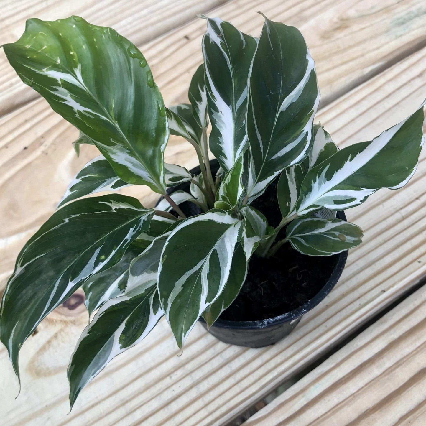 Calathea White Fusion - View 6 from www redcrocus com
