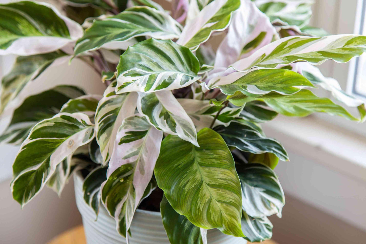 Calathea White Fusion - View 7 from www redcrocus com