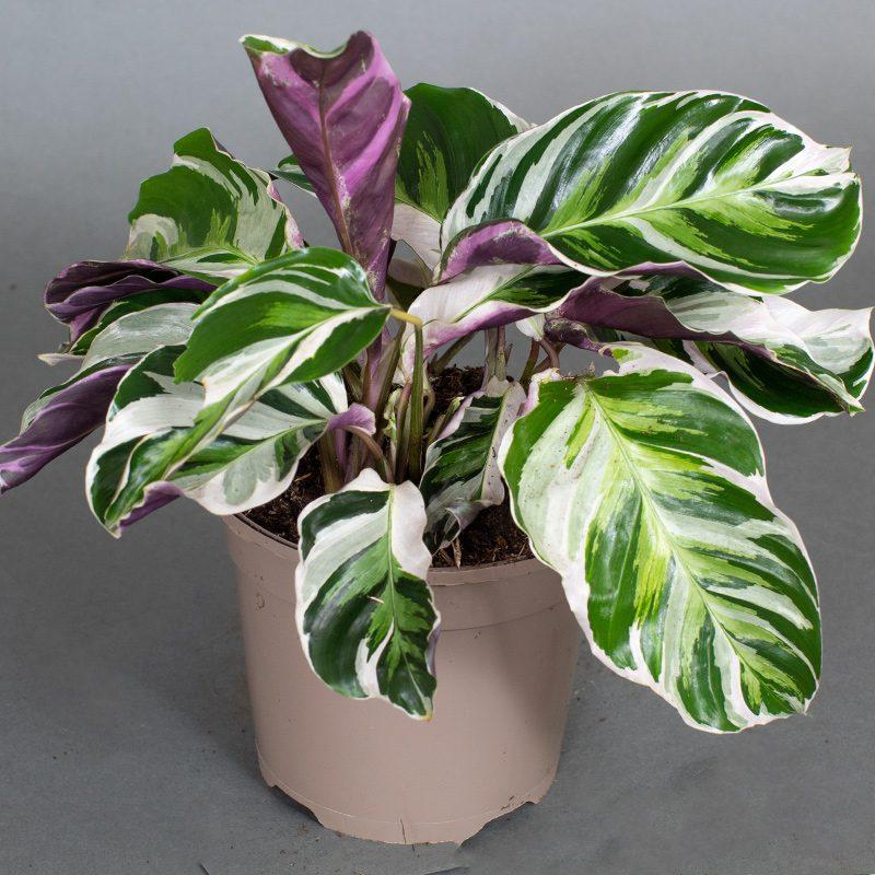 Calathea White Fusion - View 8 from www redcrocus com
