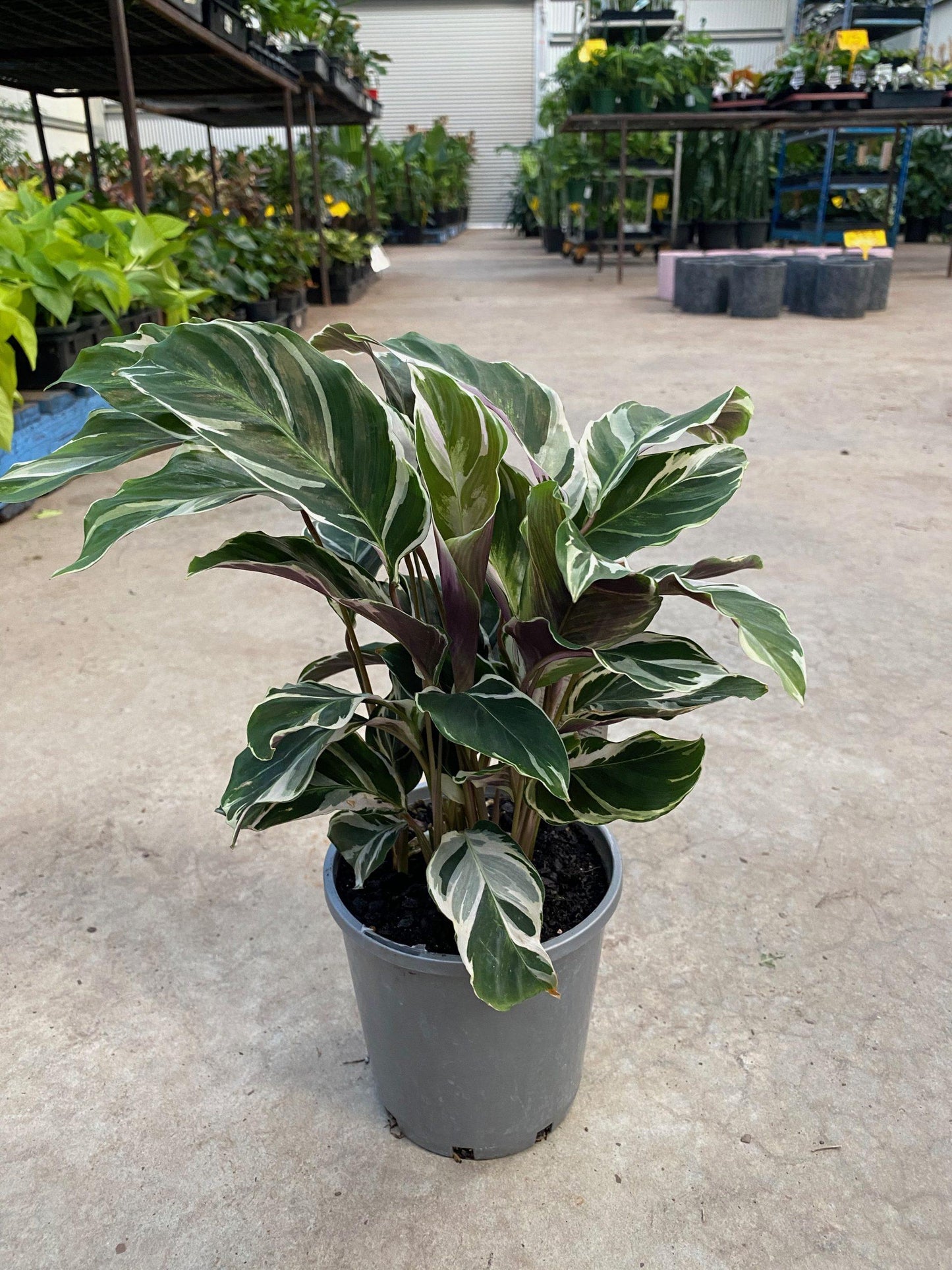Calathea White Fusion - View 9 from www redcrocus com