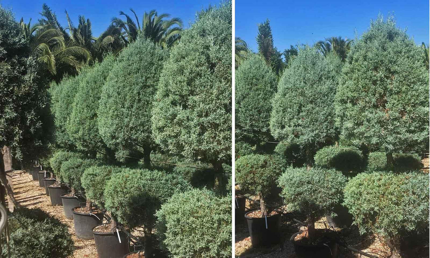 Cupressus Arizonica 2 Ball - View 12 from www redcrocus com