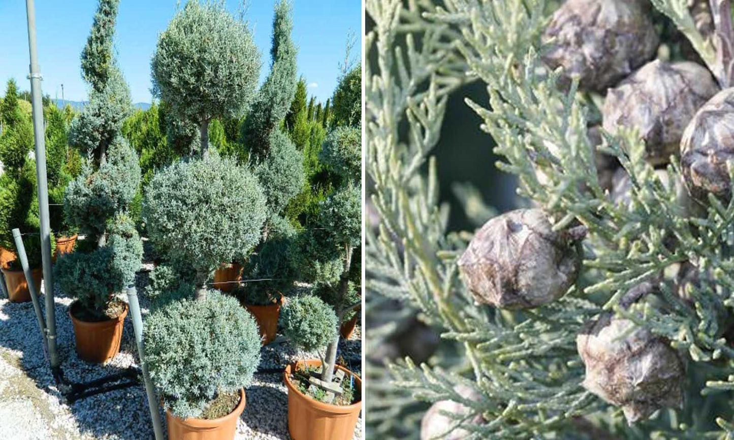 Cupressus Arizonica 2 Ball - View 16 from www redcrocus com