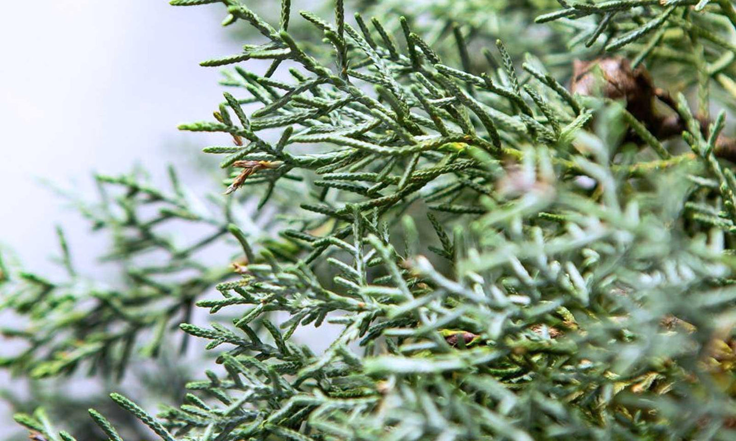 Cupressus Arizonica 2 Ball - View 17 from www redcrocus com