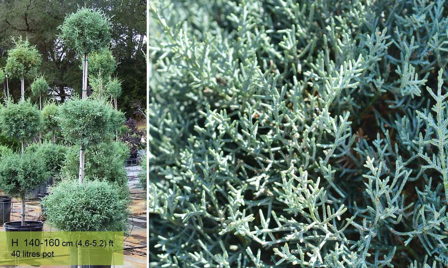Cupressus Arizonica 2 Ball - View 18 from www redcrocus com
