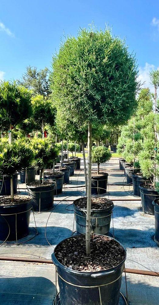 Cupressus Arizonica 2 Ball - View 19 from www redcrocus com
