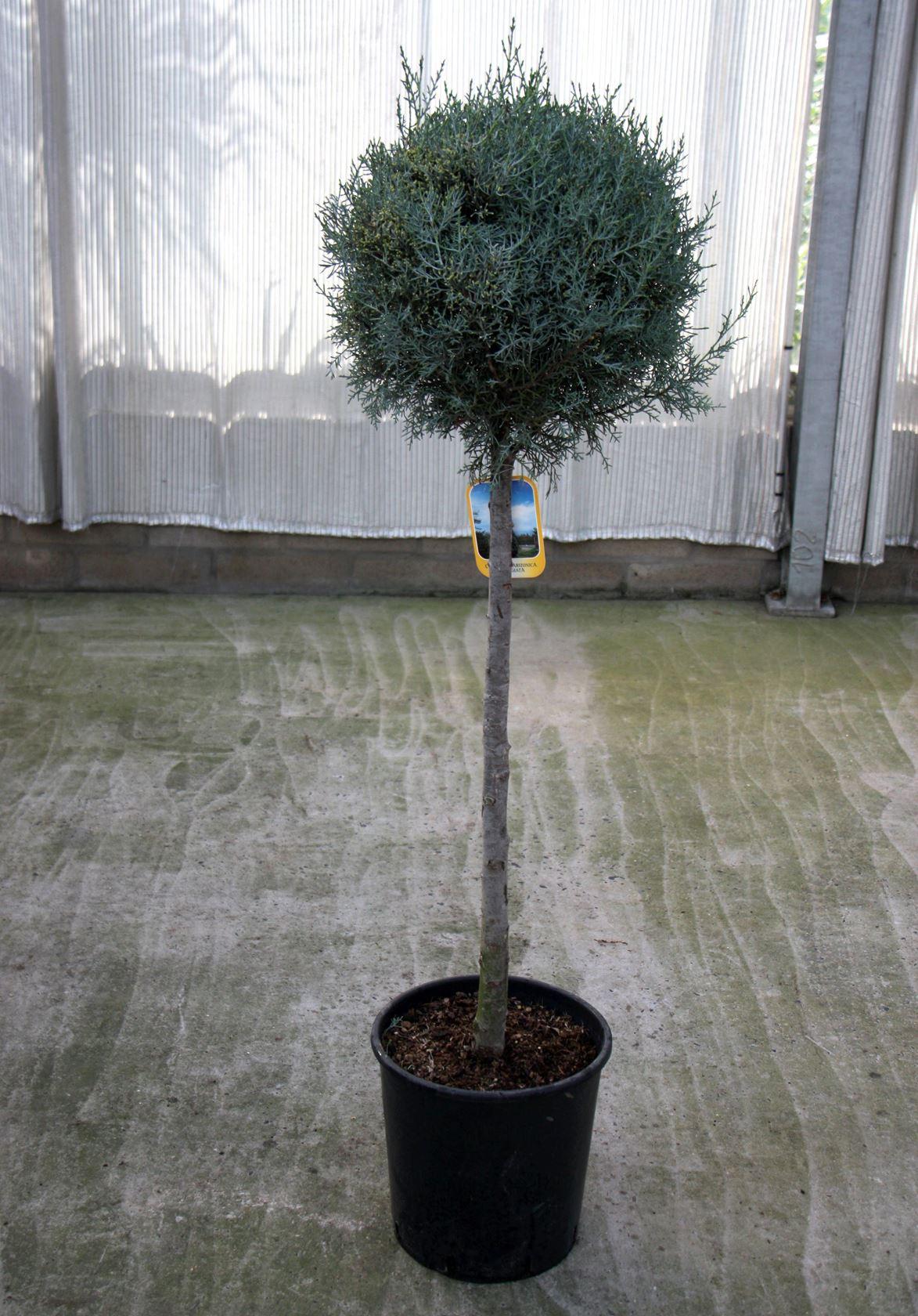 Cupressus Arizonica 2 Ball - View 22 from www redcrocus com