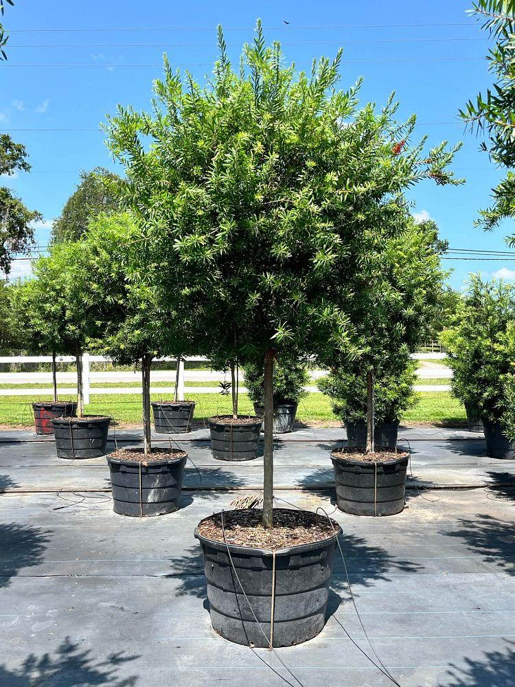 Cupressus Arizonica 2 Ball - View 24 from www redcrocus com