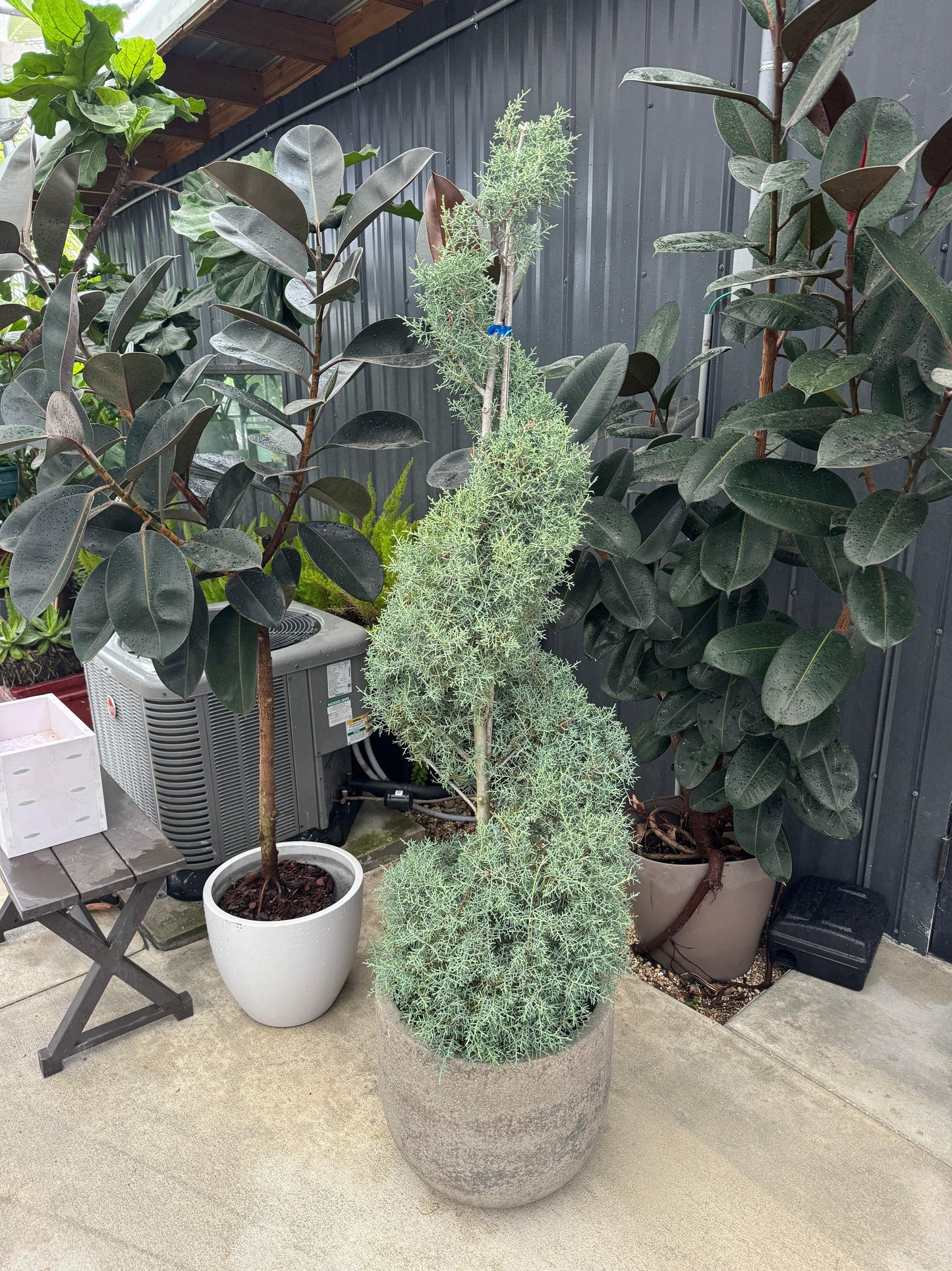 Cupressus Arizonica 2 Ball - View 26 from www redcrocus com
