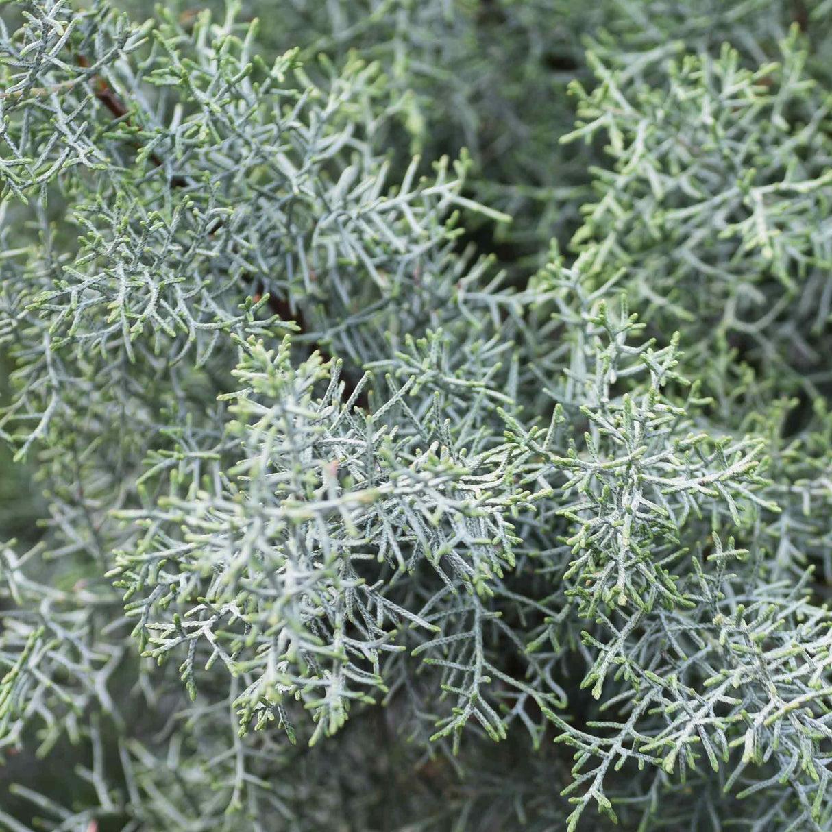 Cupressus Arizonica 2 Ball - View 28 from www redcrocus com