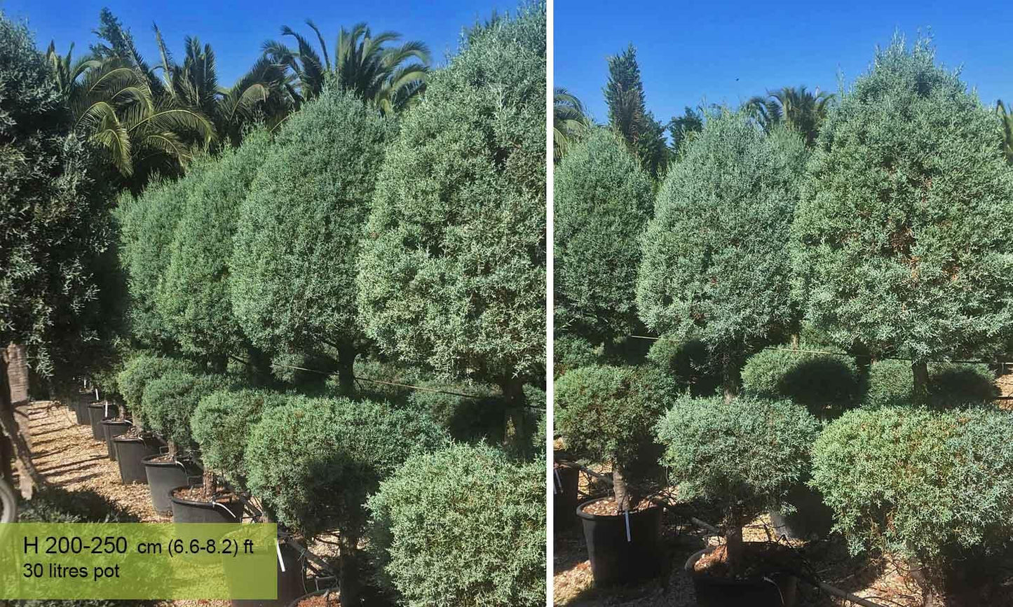 Cupressus Arizonica 2 Ball - View 3 from www redcrocus com