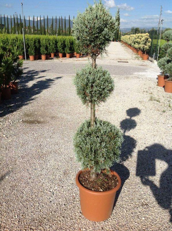 Cupressus Arizonica 2 Ball - View 6 from www redcrocus com