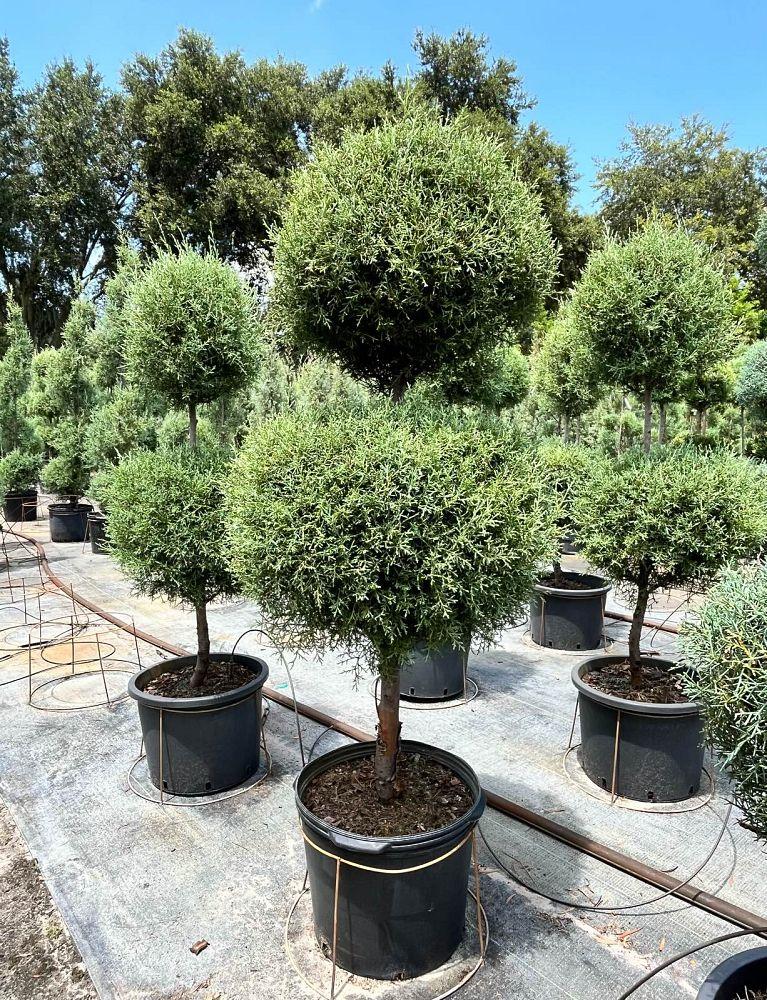 Cupressus Arizonica 2 Ball - View 7 from www redcrocus com