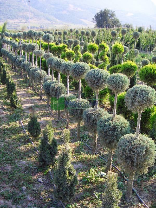 Cupressus Arizonica 2 Ball - View 9 from www redcrocus com