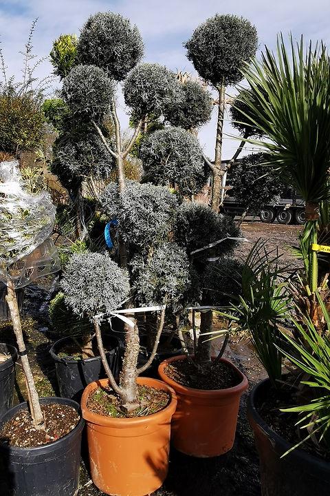 Cupressus Arizonica Pom Pom - View 10 from www redcrocus com