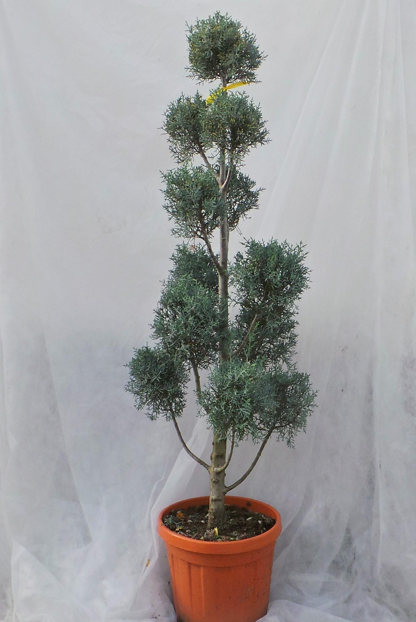 Cupressus Arizonica Pom Pom - View 11 from www redcrocus com