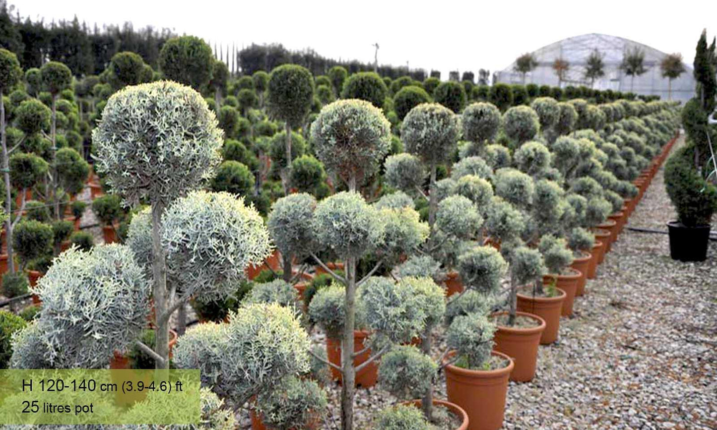 Cupressus Arizonica Pom Pom - View 13 from www redcrocus com