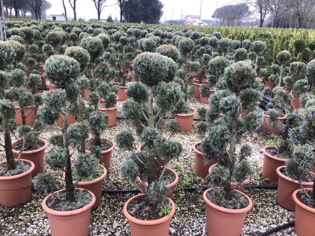 Cupressus Arizonica Pom Pom - View 15 from www redcrocus com