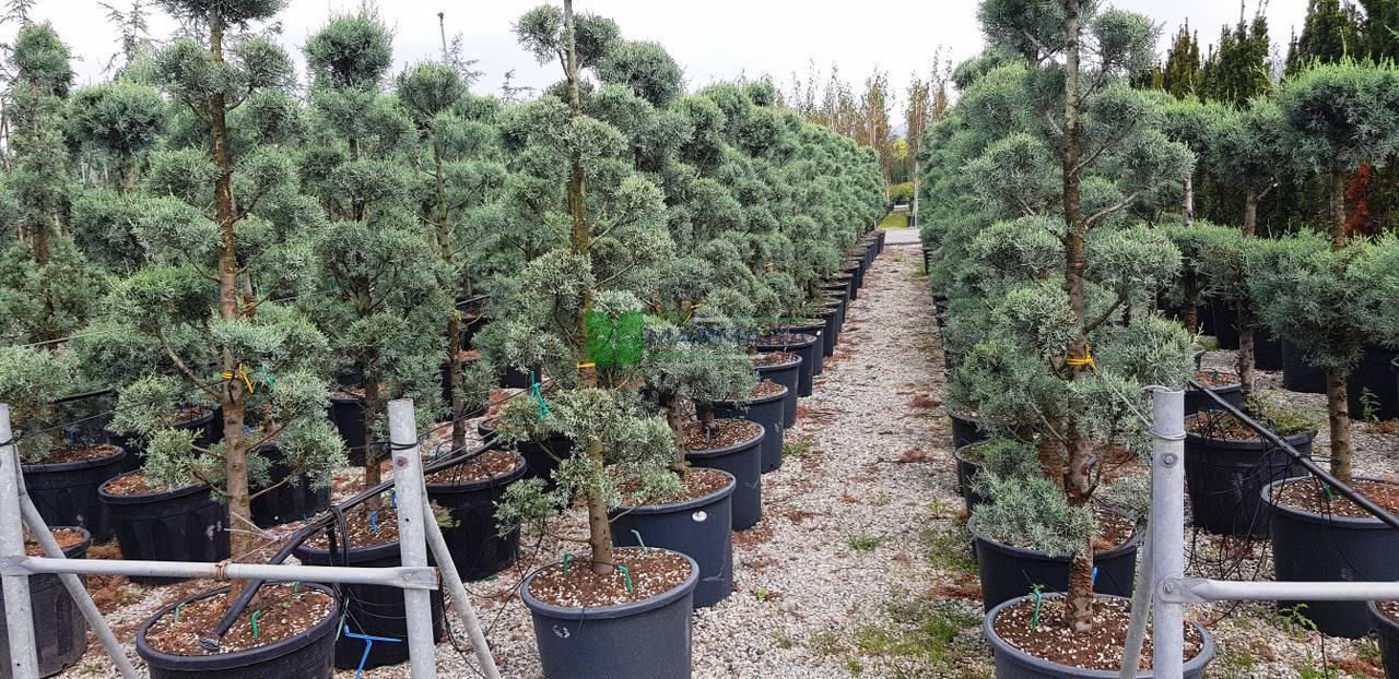Cupressus Arizonica Pom Pom - View 17 from www redcrocus com