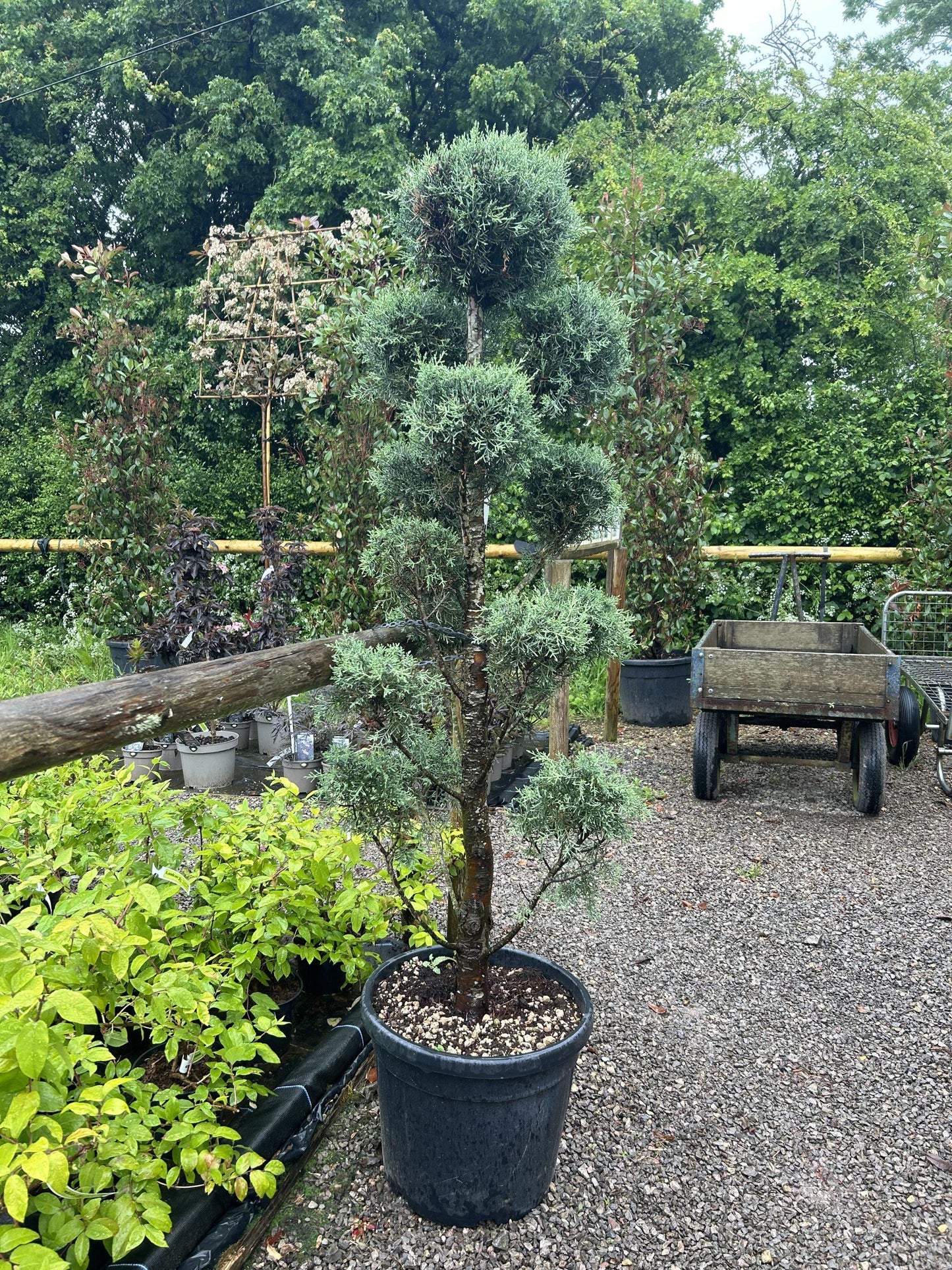 Cupressus Arizonica Pom Pom - View 18 from www redcrocus com