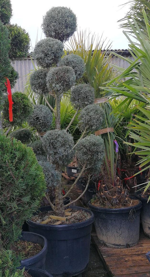 Cupressus Arizonica Pom Pom - View 21 from www redcrocus com
