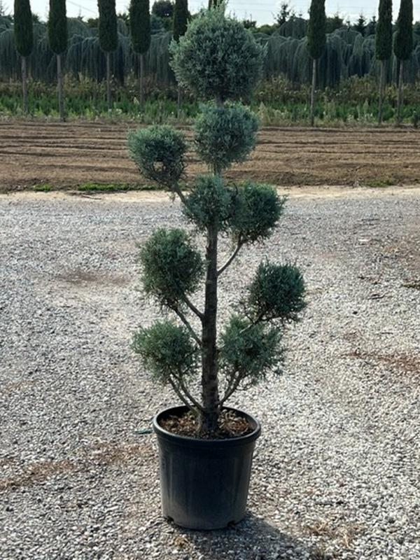 Cupressus Arizonica Pom Pom - View 22 from www redcrocus com