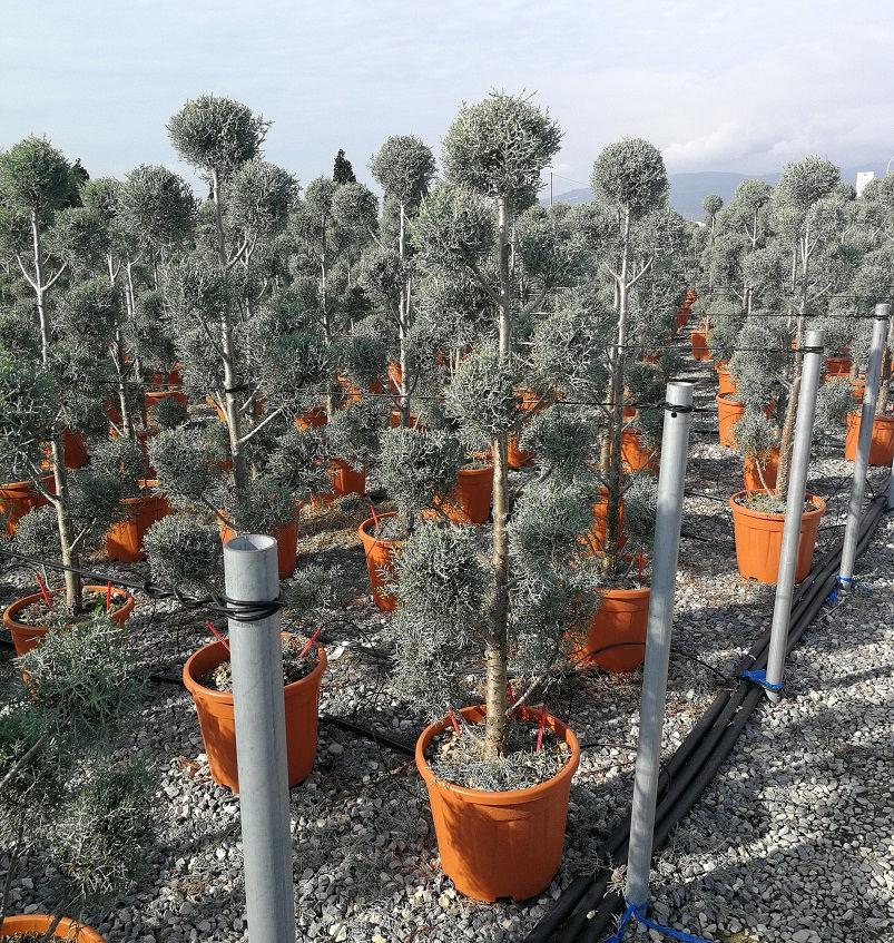Cupressus Arizonica Pom Pom - View 23 from www redcrocus com