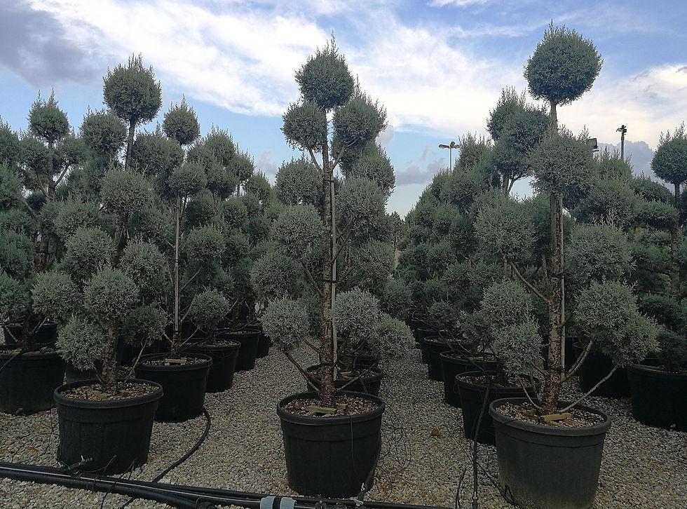 Cupressus Arizonica Pom Pom - View 24 from www redcrocus com
