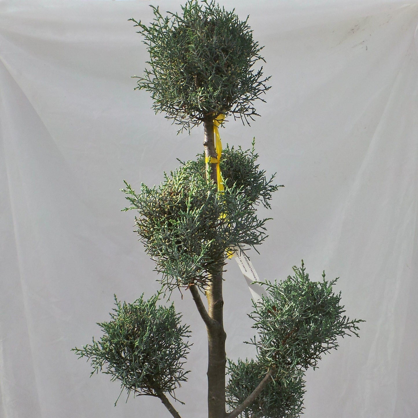Cupressus Arizonica Pom Pom - View 25 from www redcrocus com