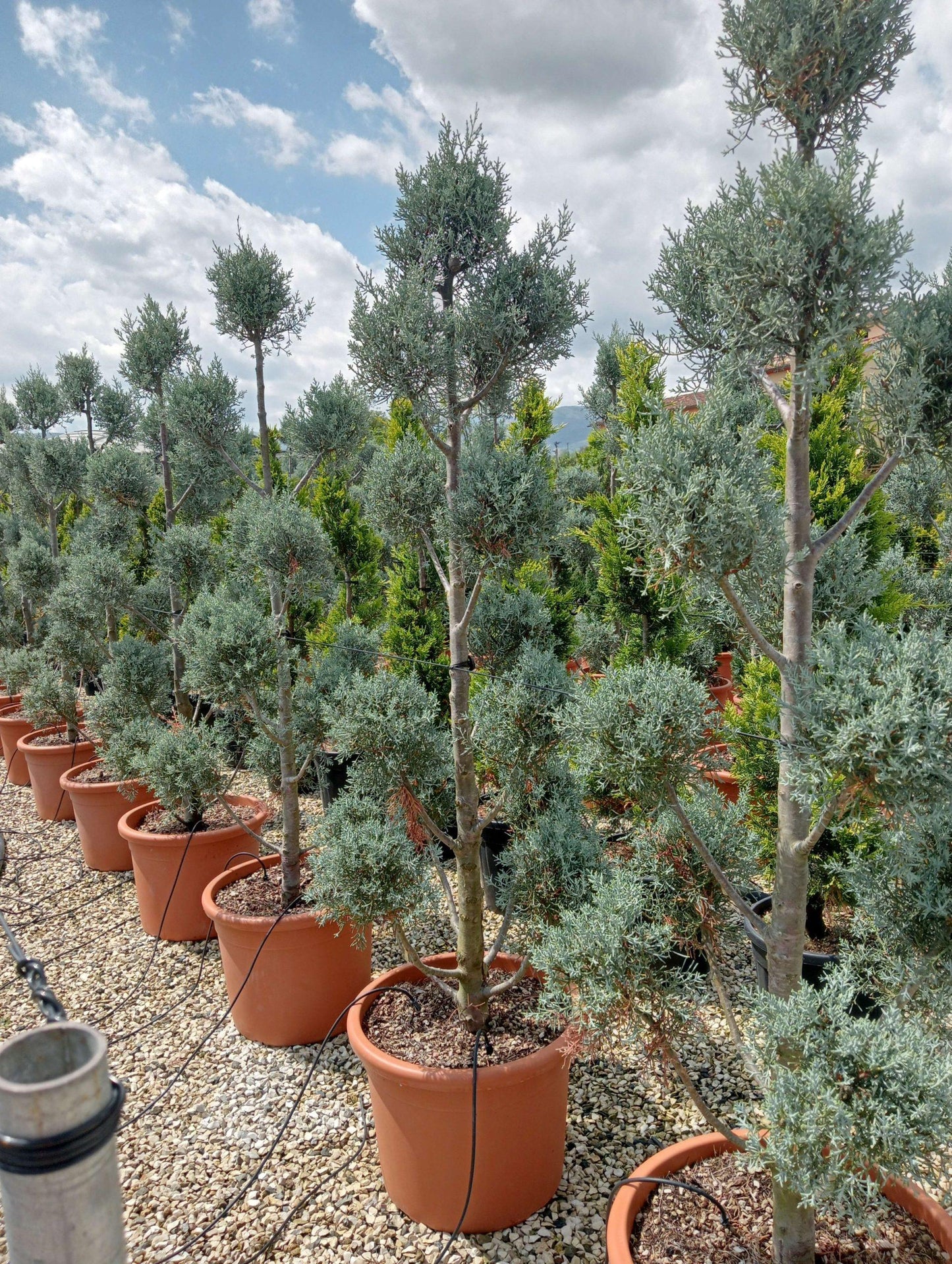 Cupressus Arizonica Pom Pom - View 26 from www redcrocus com