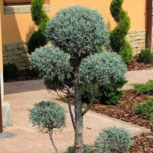 Cupressus Arizonica Pom Pom - View 28 from www redcrocus com